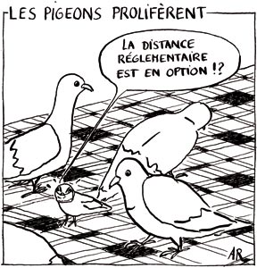 pigeons